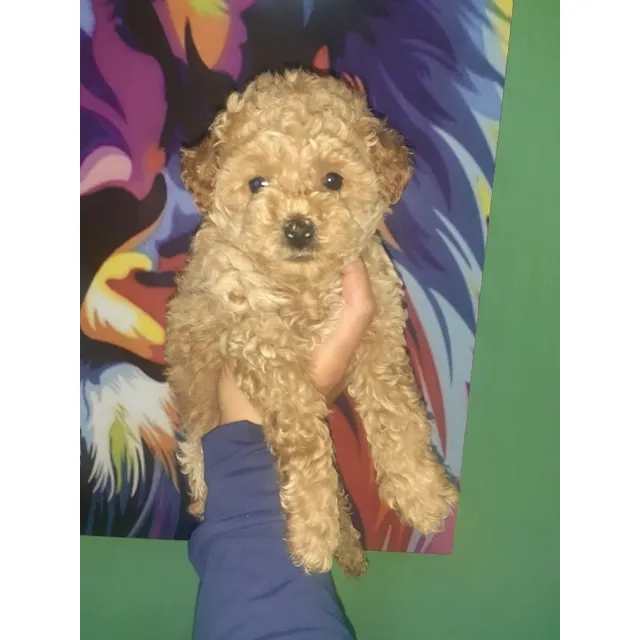 Caniche Marron Vacunado