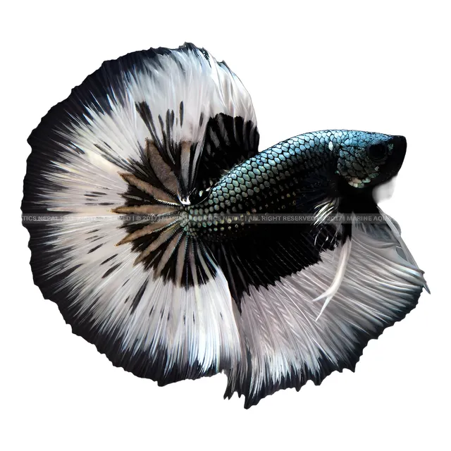 Pez Betta Black Samurai Halfmoon Importado