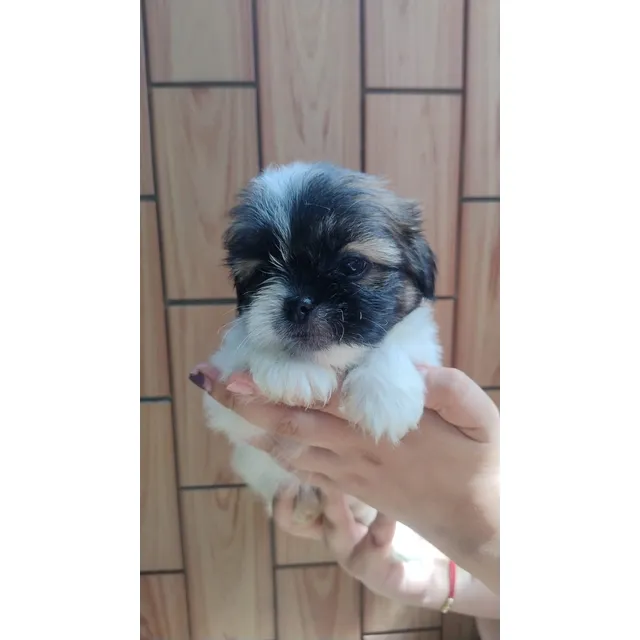 Cachorro Shitzu Hembra