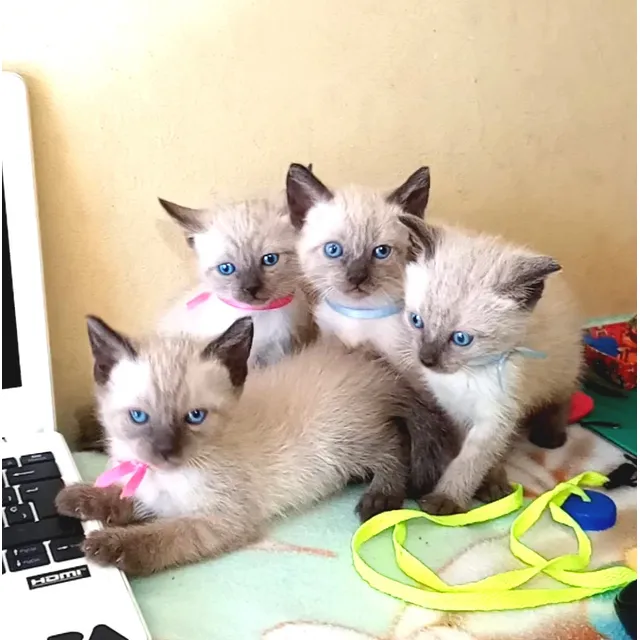 Gatitos Siames Puros Hermoso N0 Bengal Ragdol Himalayo Persa