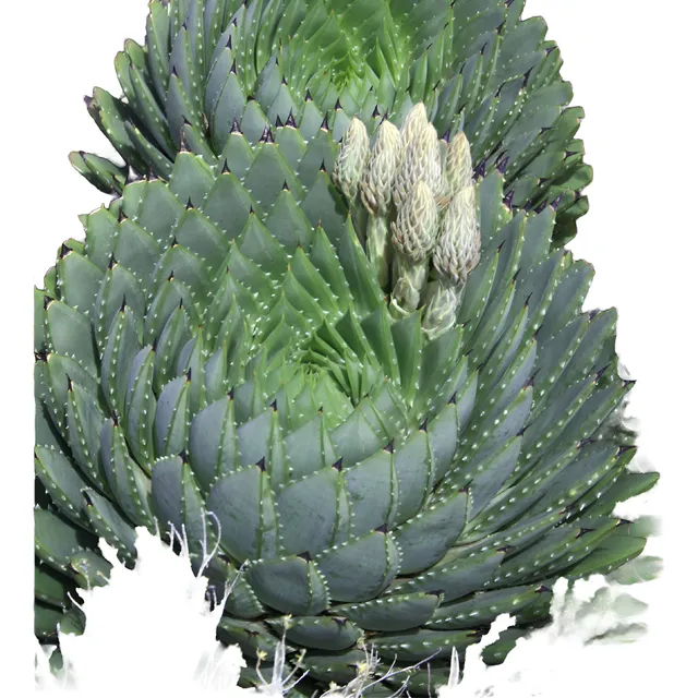 Planta De Aloe Espiral, Suculenta, Cactus