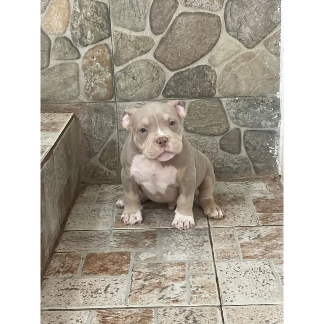 Cachorros American Bully Vacunados Desp Registro Abkc