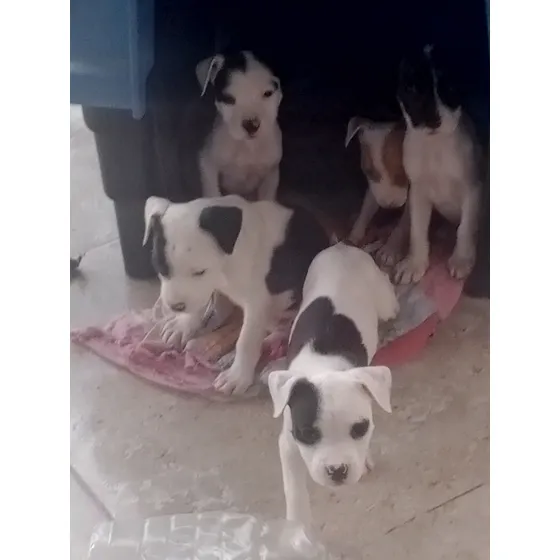 Filhote De Pit Bull, Fêmea
