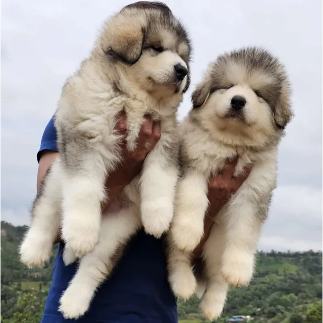 Cachorros Alaskan Malamute