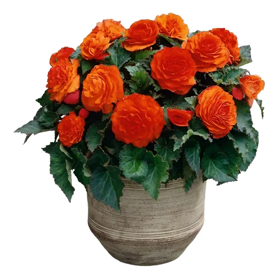 Bulbos De Begonia Non Stop 5 Colores Imp. Holanda