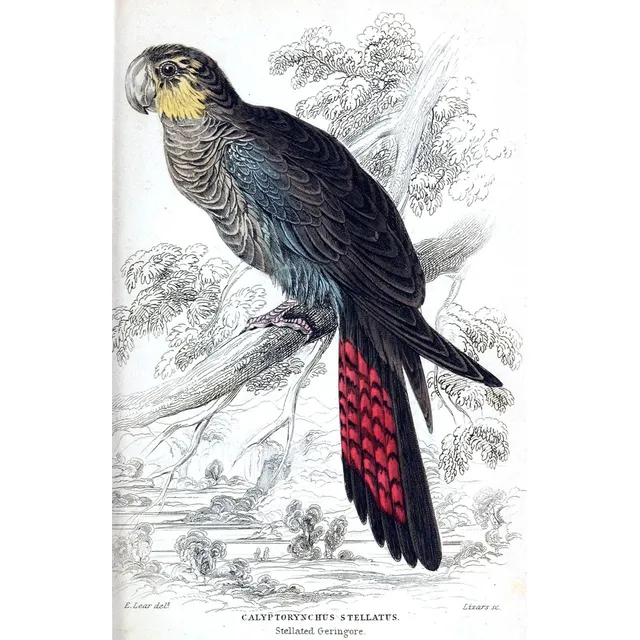 Aves Loros Y Papagayos 1 - Edward Lear 1836 - Lámina 45x30cm
