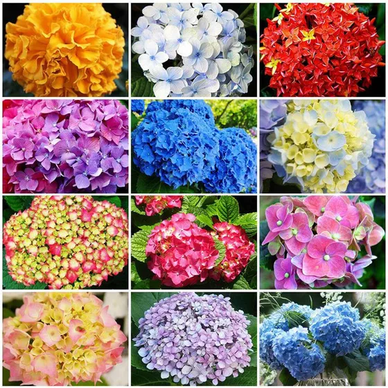 50 Piezas De Hortensias Multicolor De Color Mixto Macrophyll