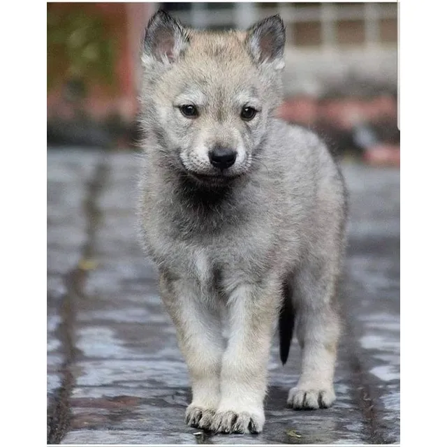 Perro Lobo Checoslovaco Cachorros Dogs Can Mascotas Pets