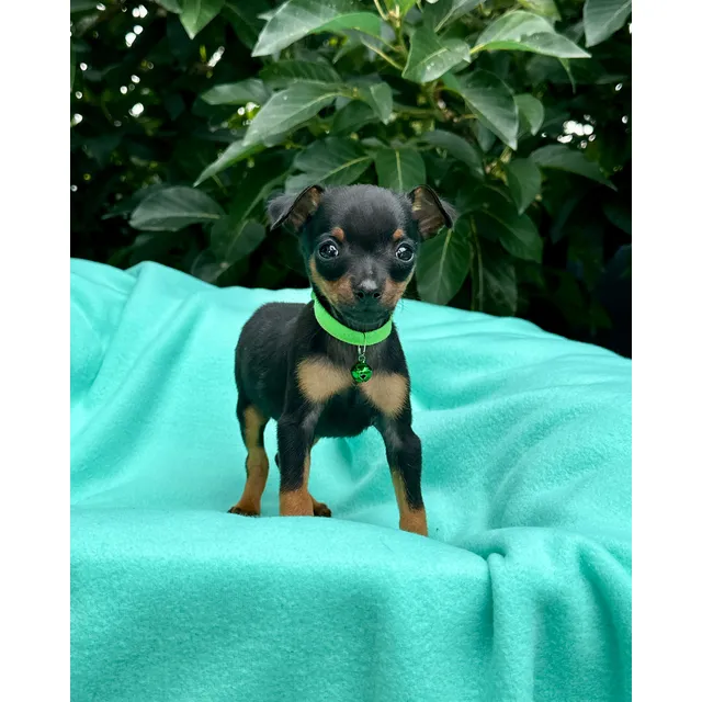 Pinscher Miniatura Macho