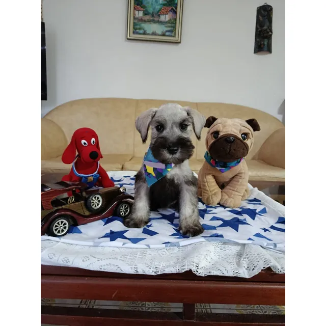 Cachorros Schauncer Macho