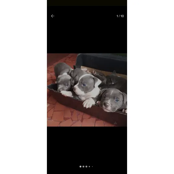 American Bully Filhote