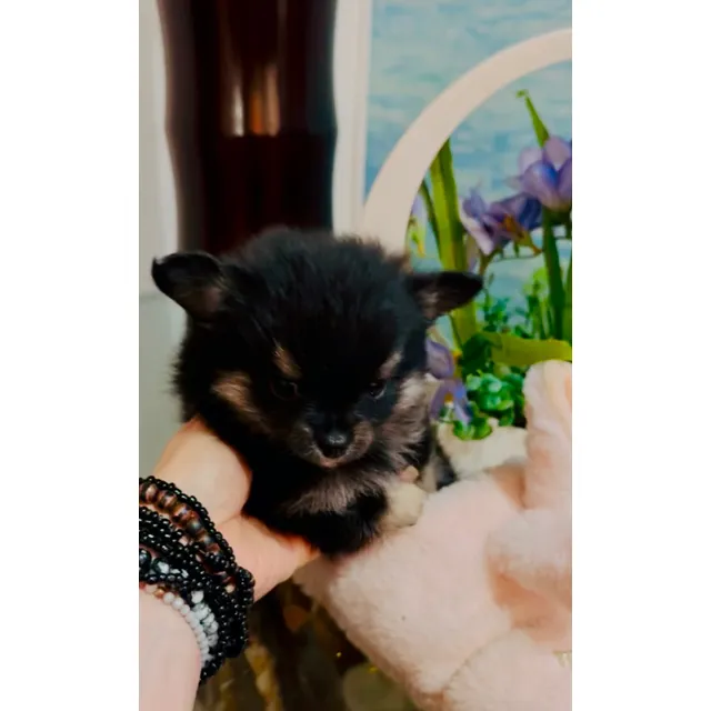 Pomerania Cachorros Perros