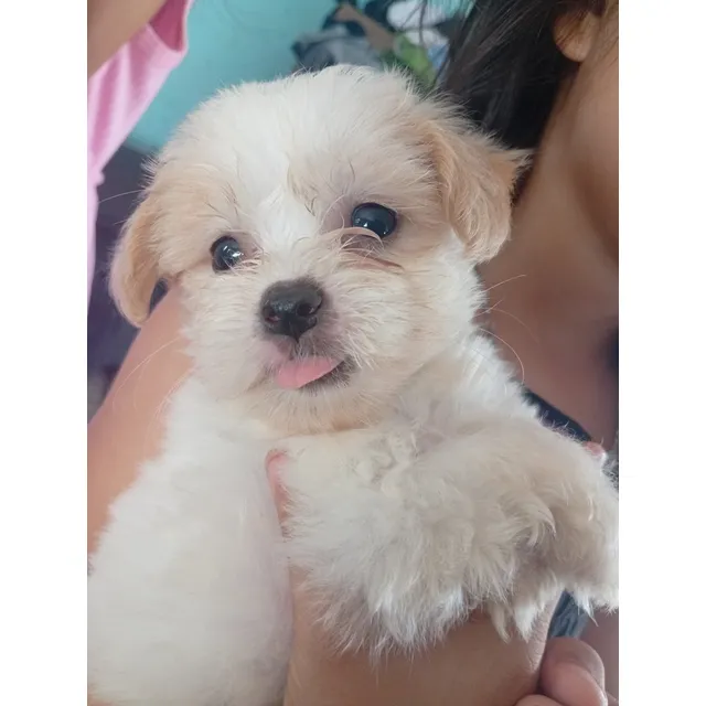 Cachorros Mini Toys Poodler A La Venta 1 Mes Y 20 Días
