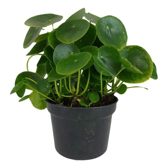Planta Pilea #2