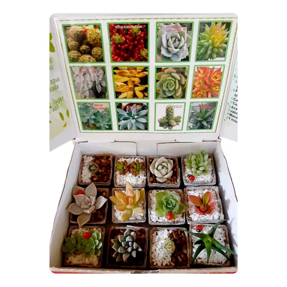  Caja De Suculentas Regalos Arreglos San Valentin 