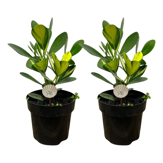 Kit 2 Muda Clusia Variegata