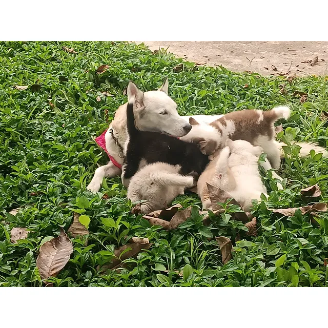 Cachorros Husky
