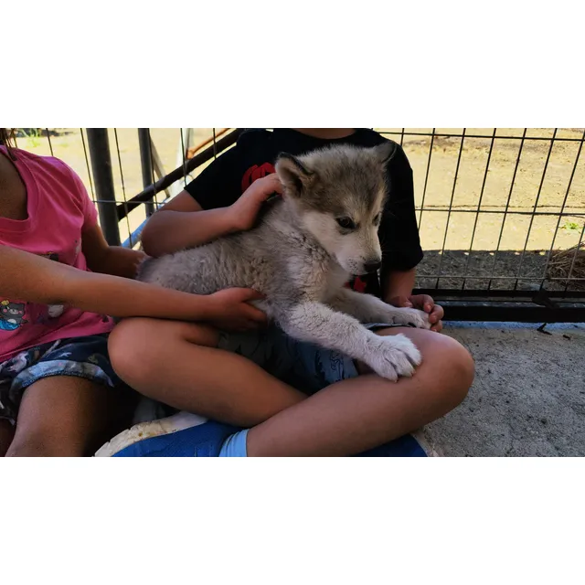 Macho Alaskan Malamute 2 Meses, Sin Pedigree.