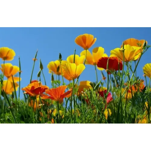 Semillas De Eschscholtzia Amapola De California Mix Colores