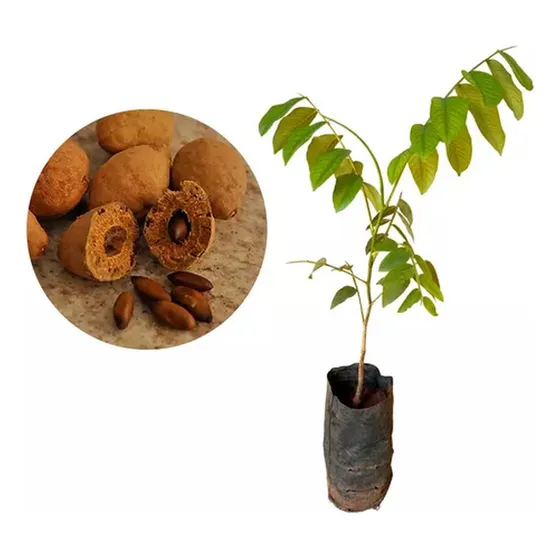 Muda De Baru Altura De 0,40 Cm A 0,70 Cm 
