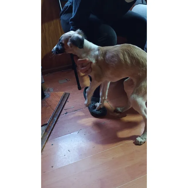 Cachorra Borzoi - Galgos Rusos Blanco