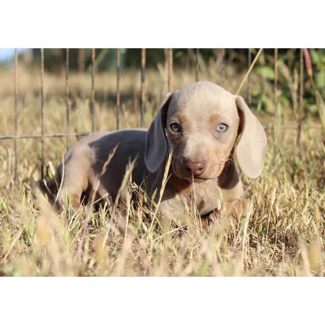 Dachshund Salchicha Teckel