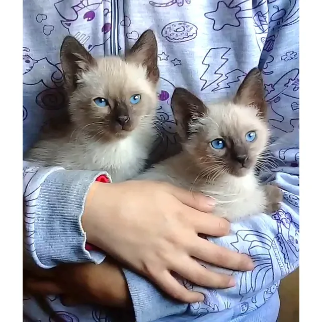 Gatitas Siames Hembritas - Muy Lindas - Envíos Consulte !!!