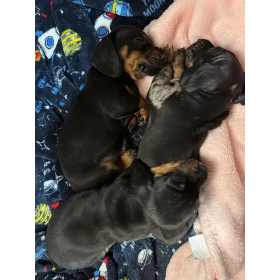 Perros Salchichas Teckel Mini Arlequines Y Negro Fuego