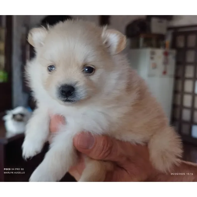 Cachorros Pomerania Lulu