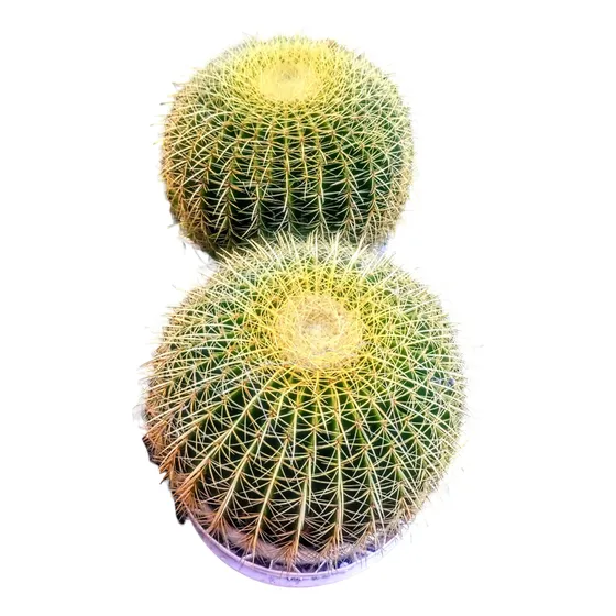 Cactus Echinocactus Grusonii - Asiento Suegra -gigantes 15lt