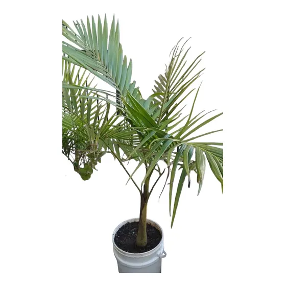 Palmera Real - Archonthophenix Cunninghamiana