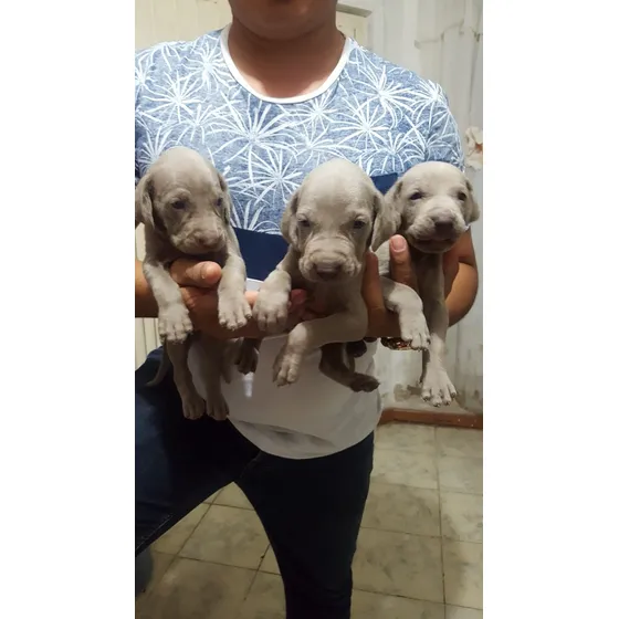 Weimaraner
