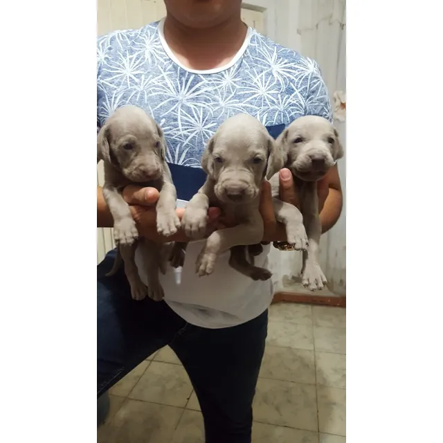 Weimaraner
