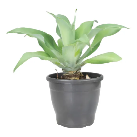 Agave Attenuata Chico
