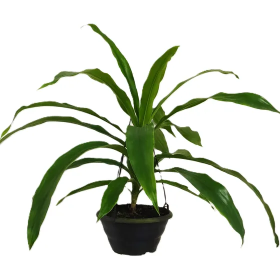 Vaso Dracaena Arborea Dragoeiro Árvore Dracena Verde