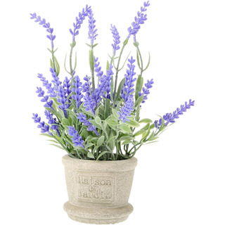 Planta De Lavanda Grande En Maceta, Decoración De Lavanda Si Planta De Lavanda Grande En Maceta, Decoración De Lavanda Si
