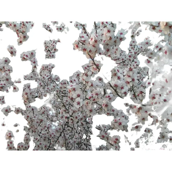 Almendro - Frutales - Vivero Kirken