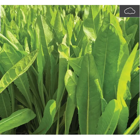 Semilla Forrajes Pastos Achicoria Clima Frío 8 Lb