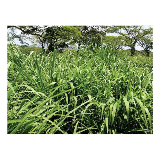 Semilla Forraje Pasto Panicum Maximun Tanzania Cálido 10 Kg