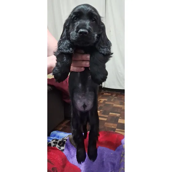 Filhote De Cocker Spaniel Inglês Macho