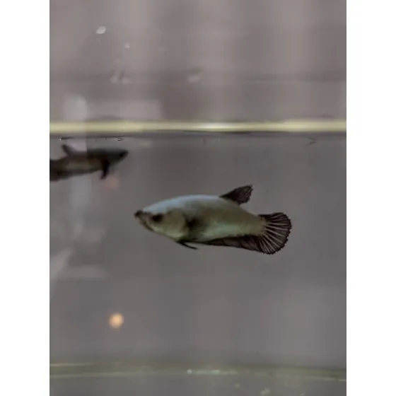 Peixe Betta De Linhagem Fêmea Blak Dragon 