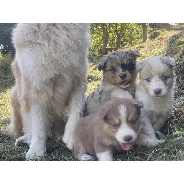 Cachorra Border Collie Hembra De Pelaje Largo 45 Días
