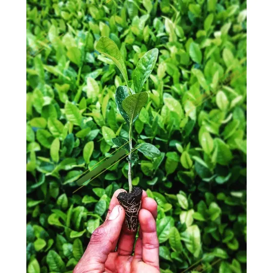 Limón Ornamental Lomoncillo Swinglea  4u Por 1$