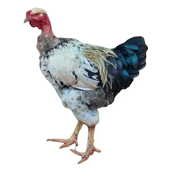 18 Ovos Galados Polaco Gigante, Índio Gigante, Gsb. Escolha!