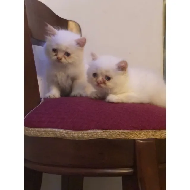 2 Gatitos Persas Hembra Y Macho Disponibles