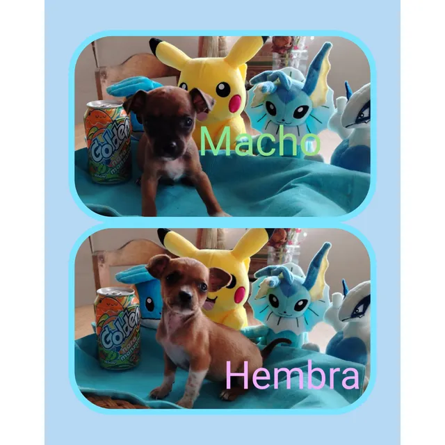 Pinchers