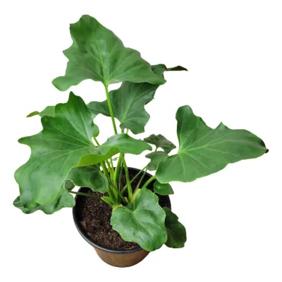 Muda Guaimbê (philodendron Bipinnatifidum)