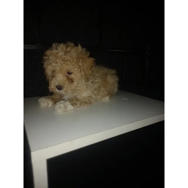 Caniche Mini Toy Hembritas