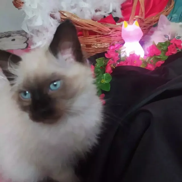 Gatica Ragdoll. Será Tu Más Tierna Compañía.