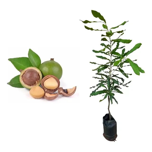 Muda De Noz Macadâmia 50 Cm Envio Imediato